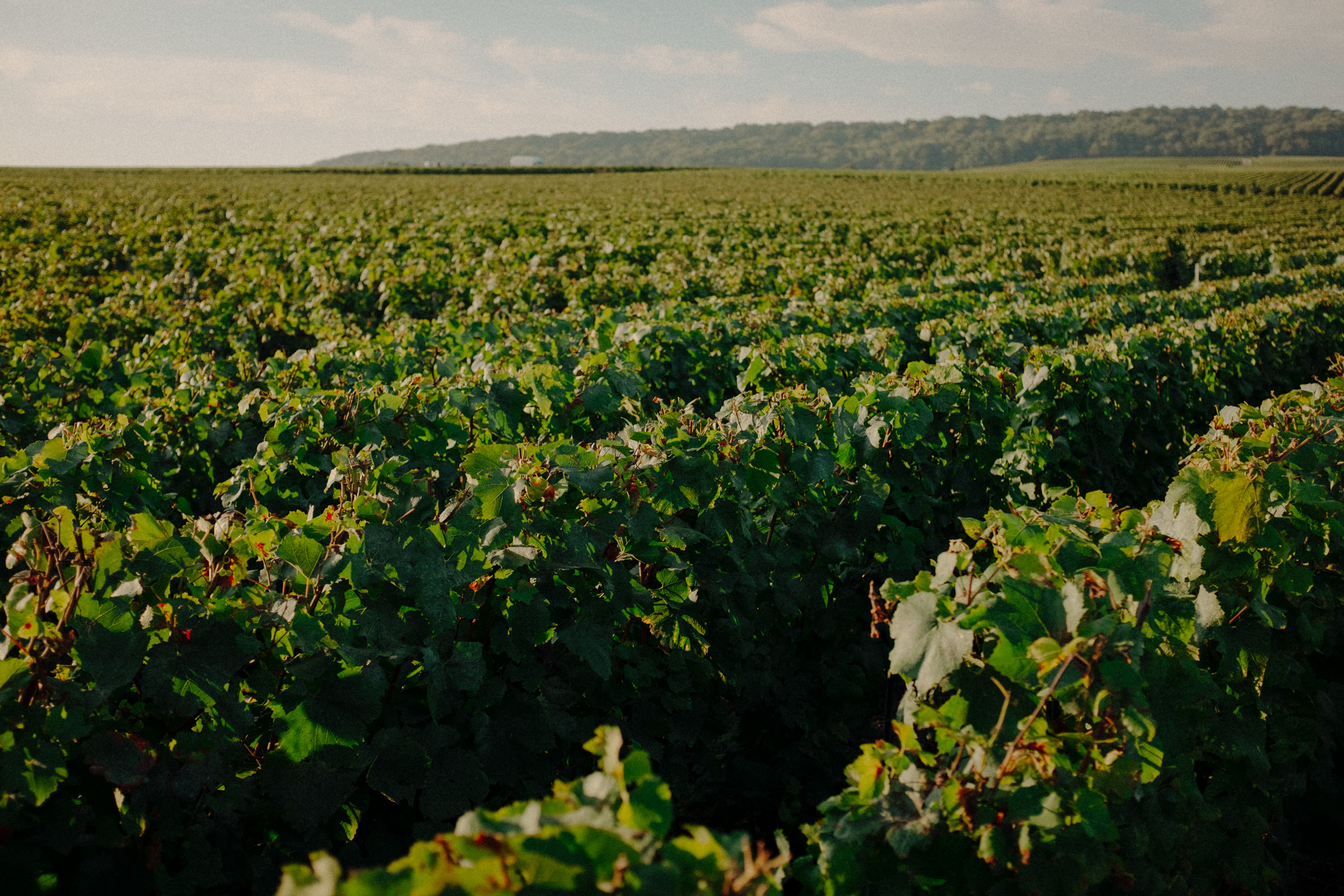 Carnet de Vendanges 2024 - Champagne Ayala