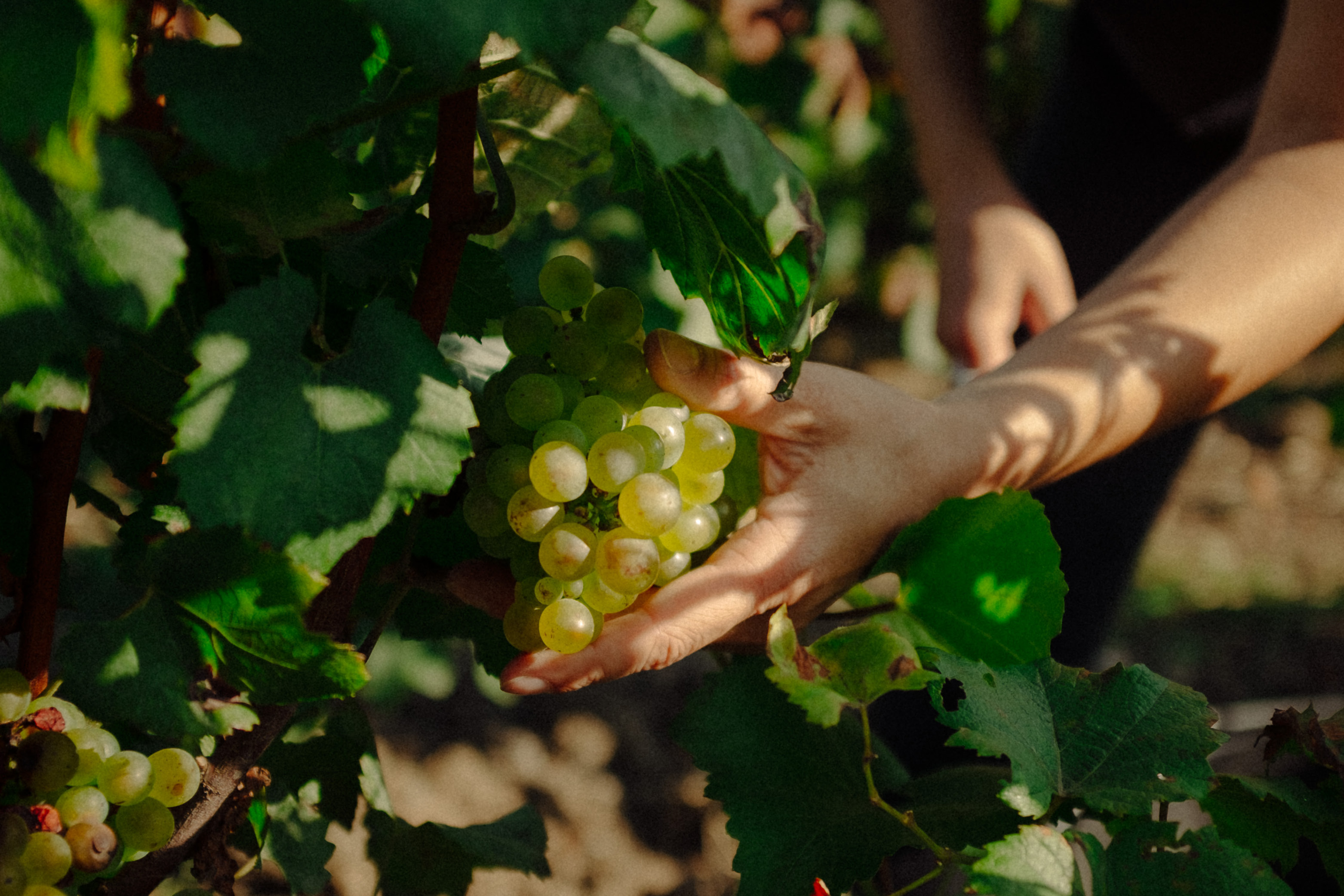 2024 Harvest Report - Champagne Ayala