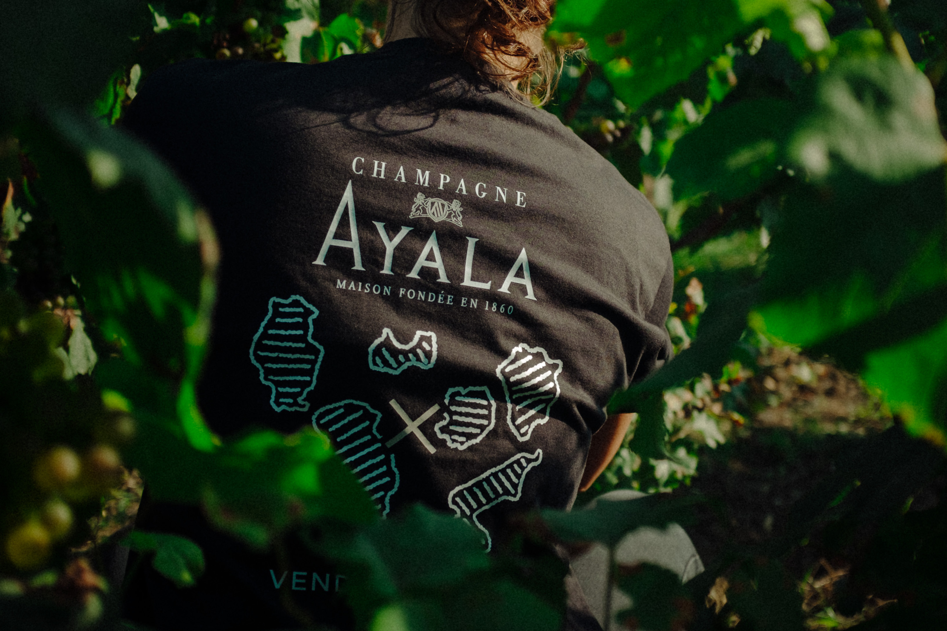 2024 Harvest Report - Champagne Ayala